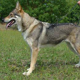 chien loup tchécoslovaque