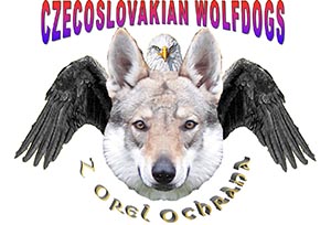 Chien loup tchécoslovaque